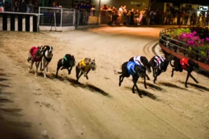 Mẹo Cược Đua Chó F168 Từ Chuyên Gia Giúp Bạn Về Bờ An Toàn