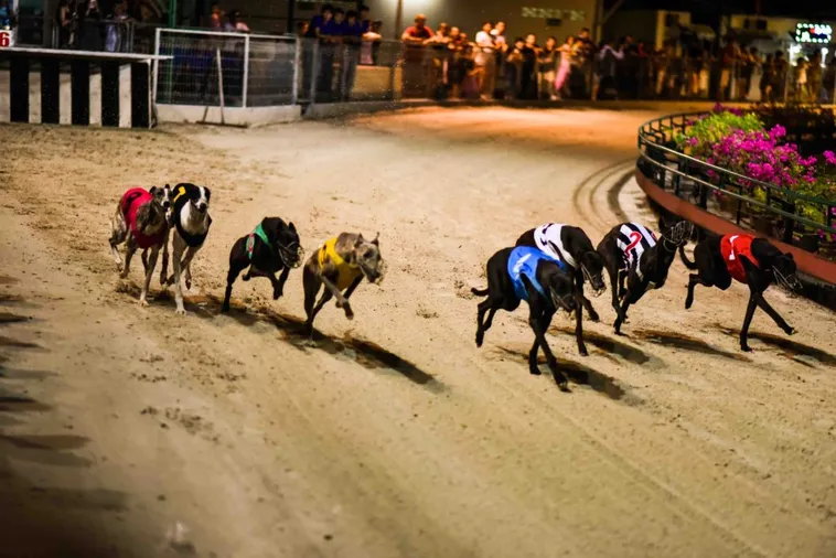 Mẹo Cược Đua Chó F168 Từ Chuyên Gia Giúp Bạn Về Bờ An Toàn 1 Mẹo Cược Đua Chó F168 Từ Chuyên Gia Giúp Bạn Về Bờ An Toàn