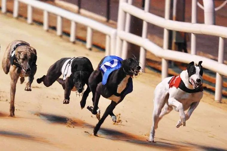 Mẹo Cược Đua Chó F168 Từ Chuyên Gia Giúp Bạn Về Bờ An Toàn 2 Mẹo Cược Đua Chó F168 Từ Chuyên Gia Giúp Bạn Về Bờ An Toàn