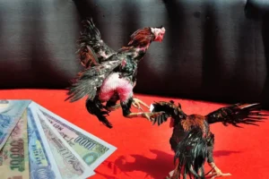 Bật Mí Cách Chơi Đá Gà Sabong Tại F168 Luôn Thắng Từ Chuyên Gia